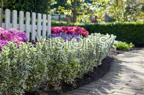Euonymus japonicus White Spire Euonymus japonicus White Spire