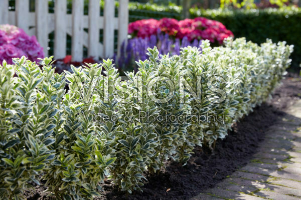 Euonymus japonicus White Spire Euonymus japonicus White Spire