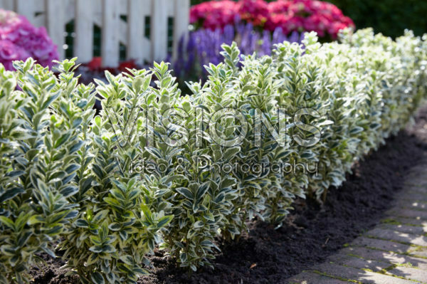 Euonymus japonicus White Spire Euonymus japonicus White Spire