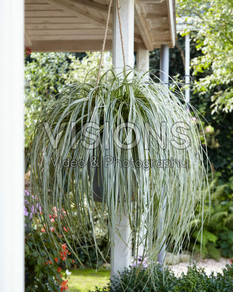 Carex Feather Falls Carex Feather Falls