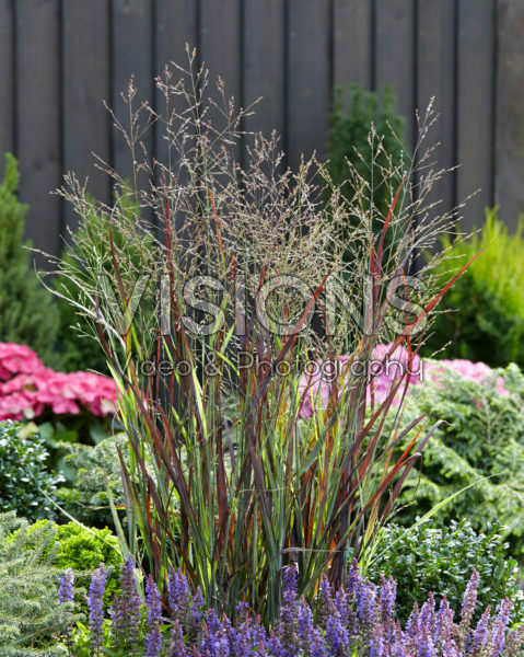 Panicum Purple Breeze Panicum Purple Breeze