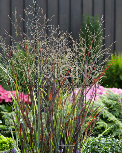 Panicum Purple Breeze Panicum Purple Breeze