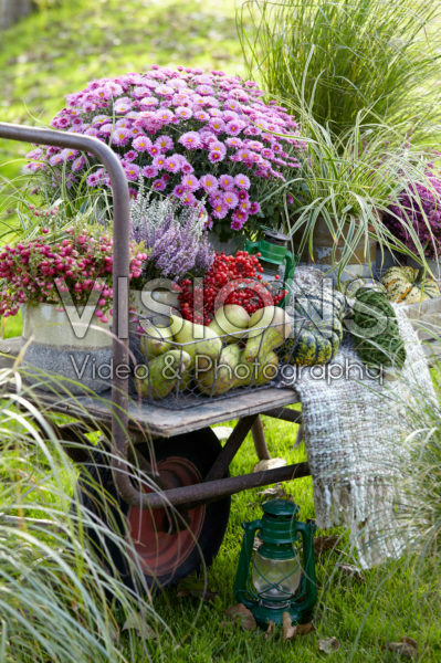 Summer collection on wheelbarrow Summer collection on wheelbarrow