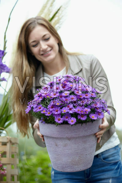 Aster on pot Aster on pot