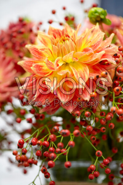 Dahlia, rose hips Dahlia, rose hips