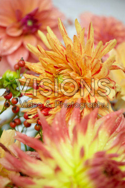 Dahlia, rose hips Dahlia, rose hips
