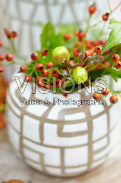 Dahlia, rose hips Dahlia, rose hips