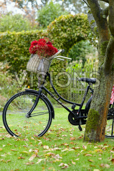Flowers in bicycle basket Flowers in bicycle basket