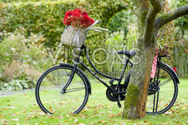 Flowers in bicycle basket Flowers in bicycle basket