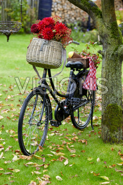 Flowers in bicycle basket Flowers in bicycle basket