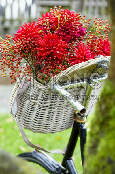 Bloemen in fietsmand Bloemen in fietsmand