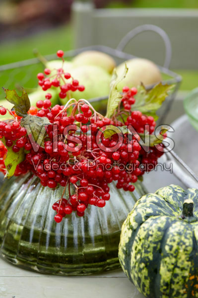 Viburnum opulus berries Viburnum opulus berries