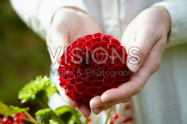 Dahlia red Dahlia red