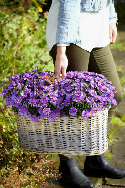 Aster in basket Aster in basket