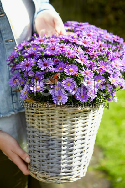 Aster in basket Aster in basket