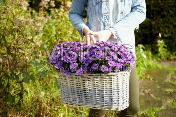 Aster in basket Aster in basket