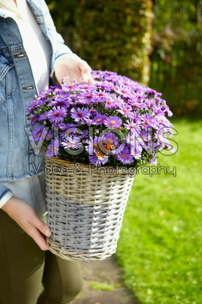 Aster in basket Aster in basket