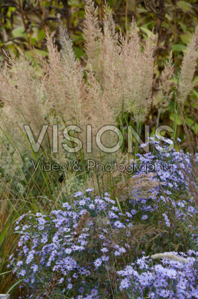 Calamagrostis brachytricha, Aster Little Carlow Calamagrostis brachytricha, Aster Little Carlow