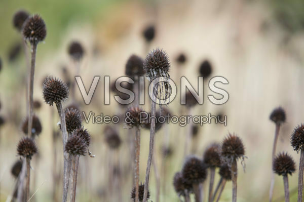 Echinacea seed heads Echinacea seed heads