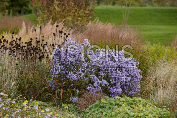 Autumn garden Autumn garden