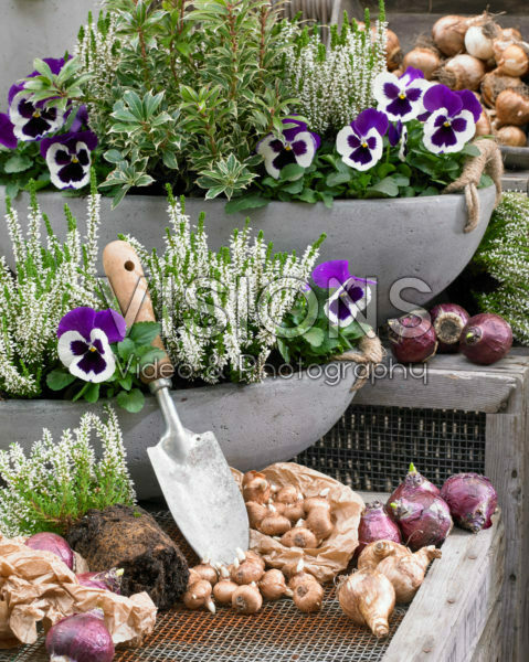 Autumn containers and bulbs Autumn containers and bulbs
