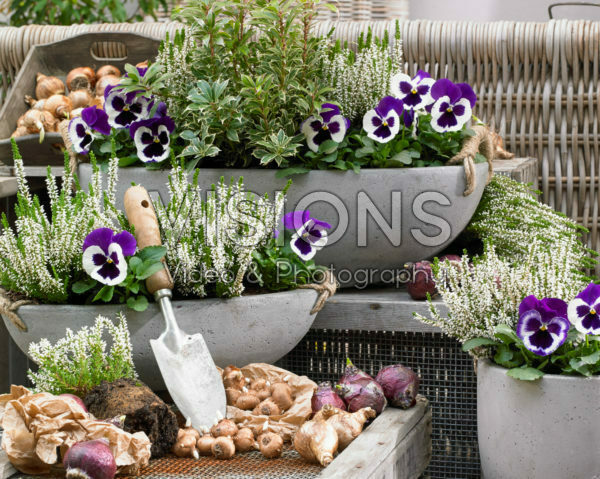 Autumn containers and bulbs Autumn containers and bulbs