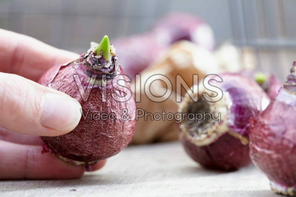 Hyacinthus bulbs Hyacinthus bulbs