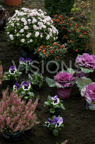 Gardening Gardening