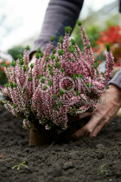 Planting Calluna vulgaris Planting Calluna vulgaris