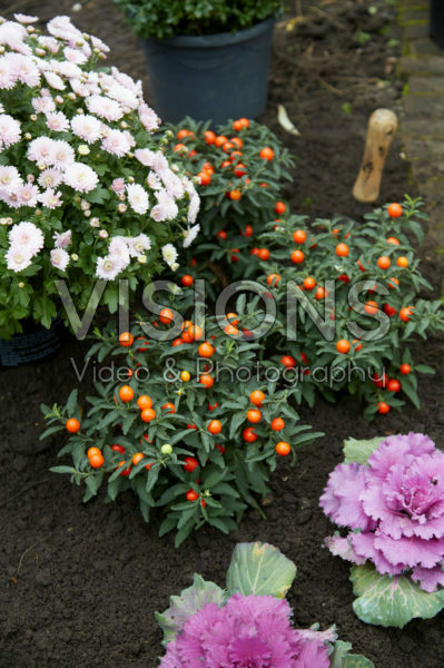 Planting Solanum pseudocapsicum Planting Solanum pseudocapsicum