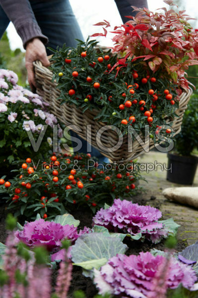 Planting Solanum pseudocapsicum Planting Solanum pseudocapsicum