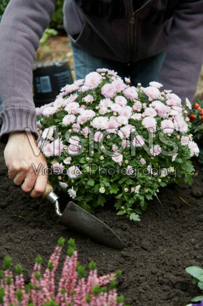 Planting chrysanthemums Planting chrysanthemums