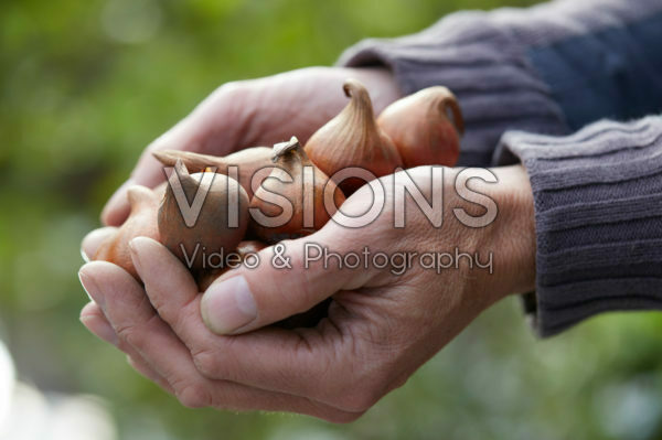 Hands holding tulip bulbs Hands holding tulip bulbs