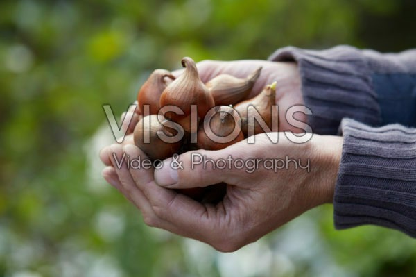 Hands holding tulip bulbs Hands holding tulip bulbs
