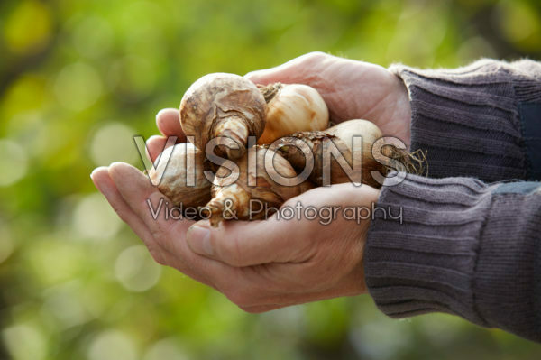 Hands holding daffodil bulbs Hands holding daffodil bulbs