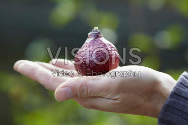 Hand holding hyacinth bulb Hand holding hyacinth bulb