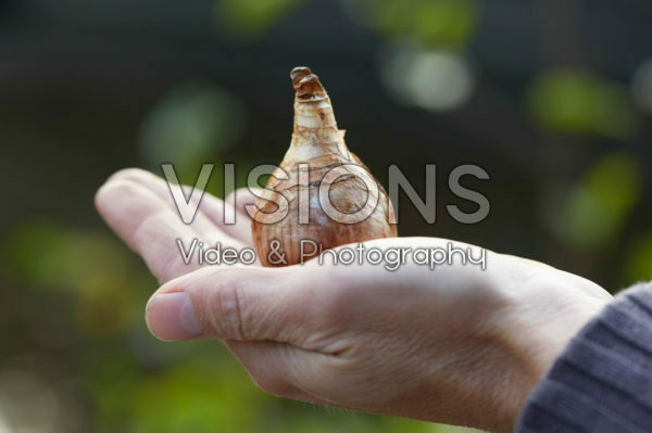 Hand holding daffodil bulb Hand holding daffodil bulb