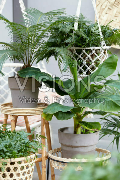 Kamerplanten collectie Kamerplanten collectie