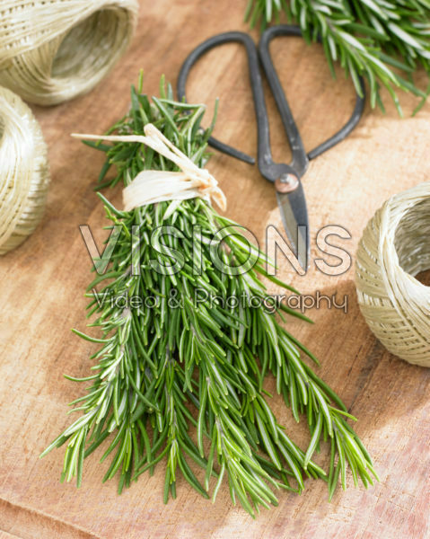 Rosmarinus officinalis Rosmarinus officinalis