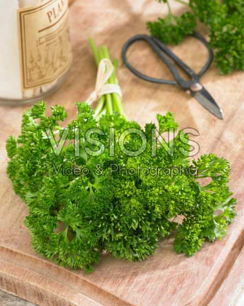Petroselinum crispum Petroselinum crispum