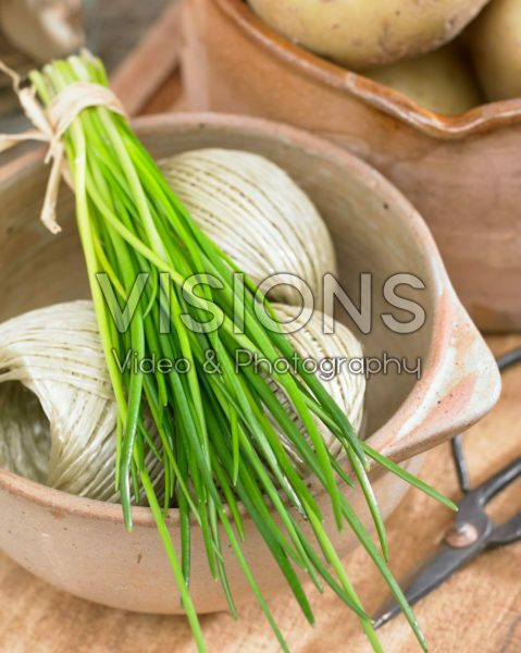 Allium schoenoprasum Allium schoenoprasum