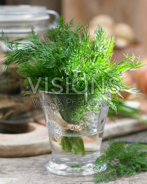 Anethum graveolens Anethum graveolens