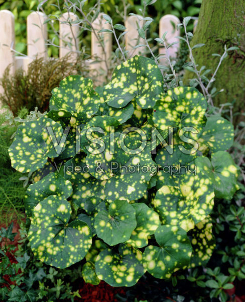 Farfugium Japonicum Aureomaculata