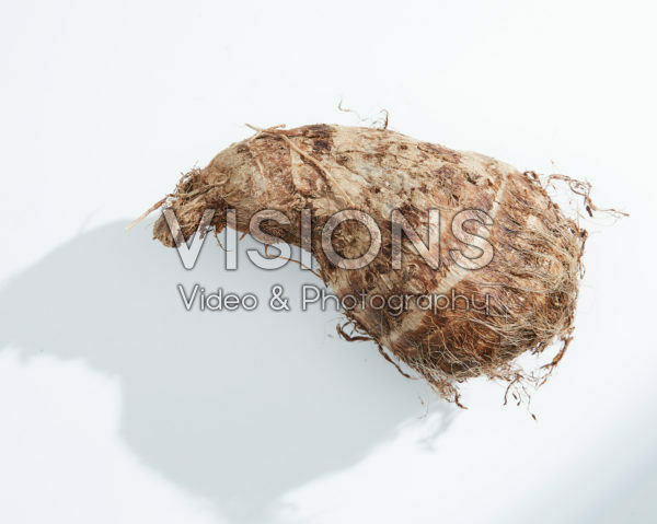Colocasia antiquorum, Eddoe Colocasia antiquorum, Eddoe