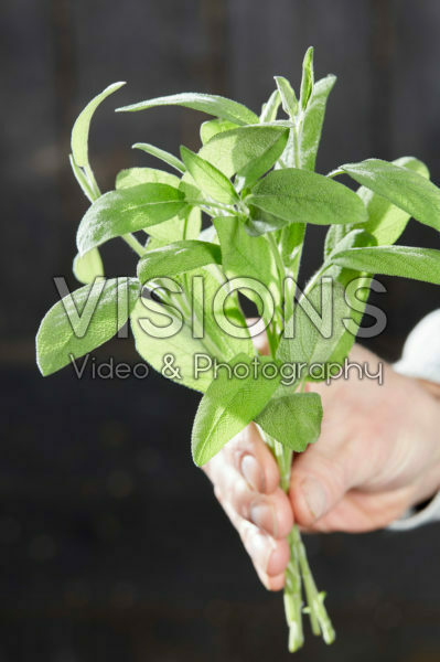 Salvia officinalis Salvia officinalis