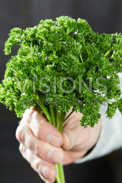 Petroselinum crispum Petroselinum crispum