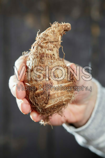 Colocasia antiquorum, Eddoe Colocasia antiquorum, Eddoe