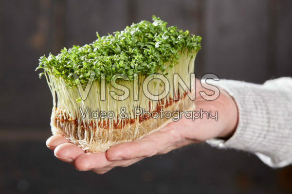 Lepidium sativum Lepidium sativum