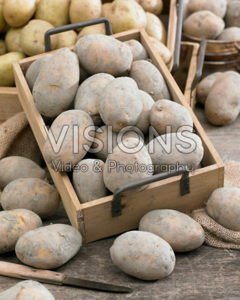 Solanum tuberosum Frieslander Solanum tuberosum Frieslander