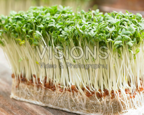 Lepidium sativum Lepidium sativum
